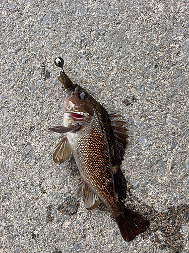 エゾメバルの釣果