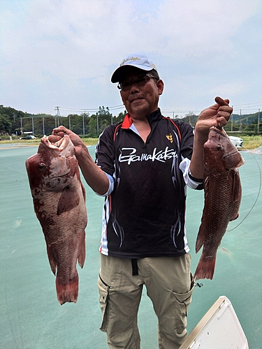 コブダイの釣果