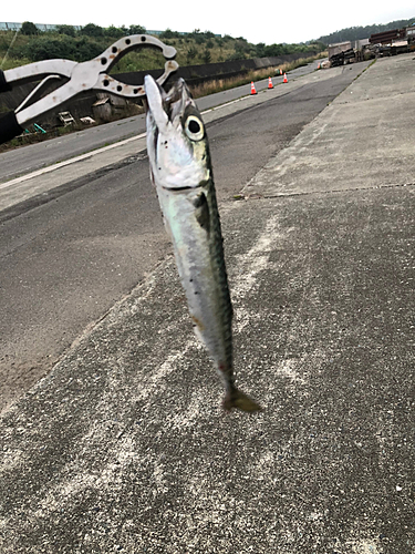 サバの釣果