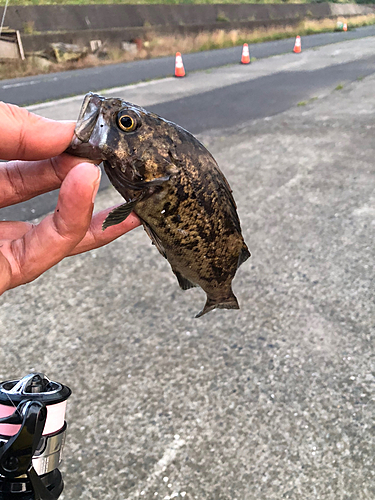 クロソイの釣果