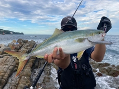 ハマチの釣果