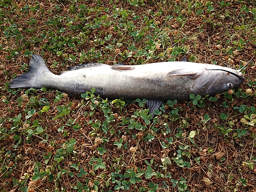 アメリカナマズの釣果