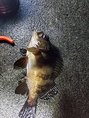 アカメバルの釣果