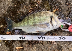 ミナミクロダイの釣果