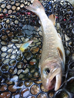 イワナの釣果