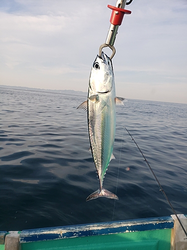 ソウダガツオの釣果