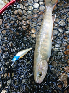 イワナの釣果