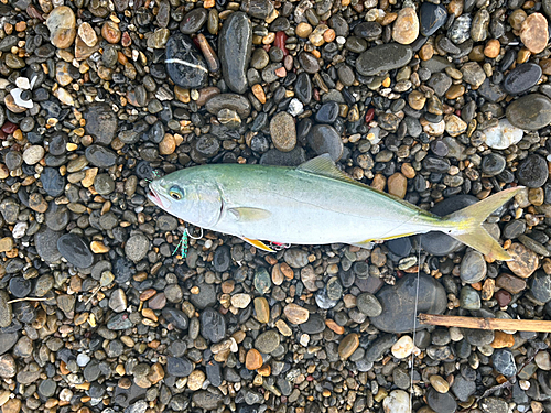 ワカシの釣果