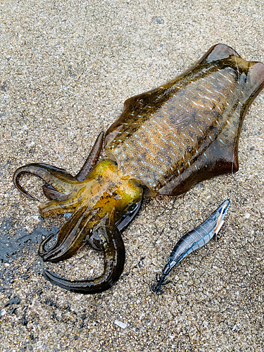 アオリイカの釣果