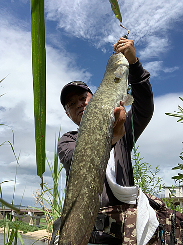 ニホンナマズの釣果