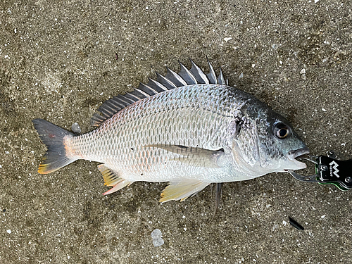 キビレの釣果