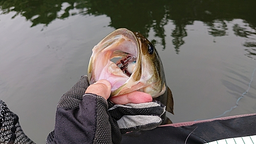 ラージマウスバスの釣果