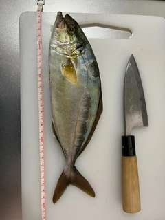 ショゴの釣果