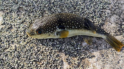 フグの釣果