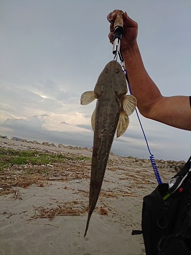 マゴチの釣果