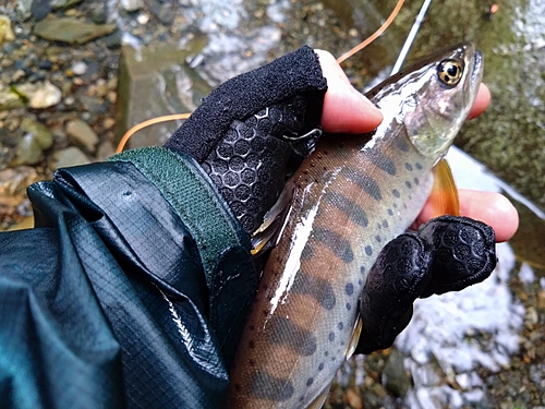 ヤマメの釣果