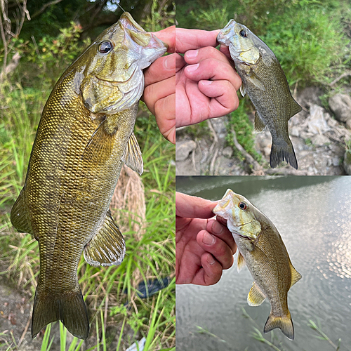 スモールマウスバスの釣果