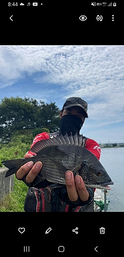 クロダイの釣果