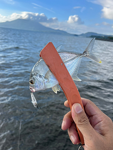 メッキの釣果