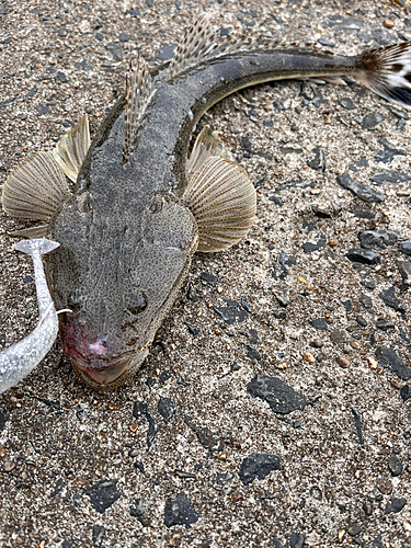 マゴチの釣果