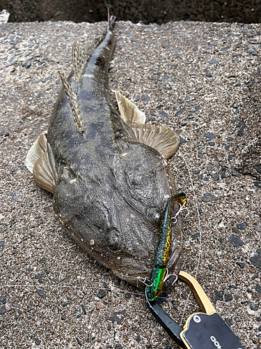 マゴチの釣果