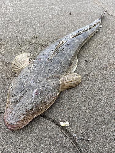 マゴチの釣果