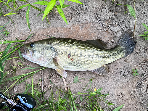 ブラックバスの釣果