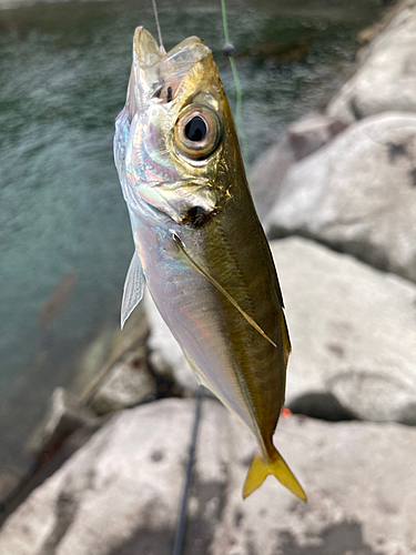 タカベの釣果