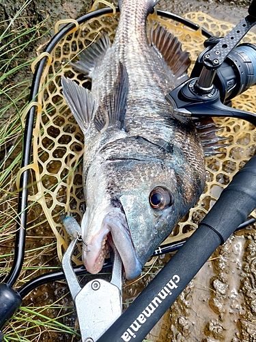 チヌの釣果