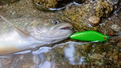 イワナの釣果