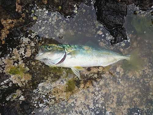 ワカシの釣果