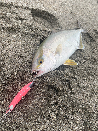 ショゴの釣果