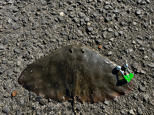 ツバクロエイの釣果