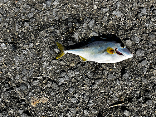 ギマの釣果