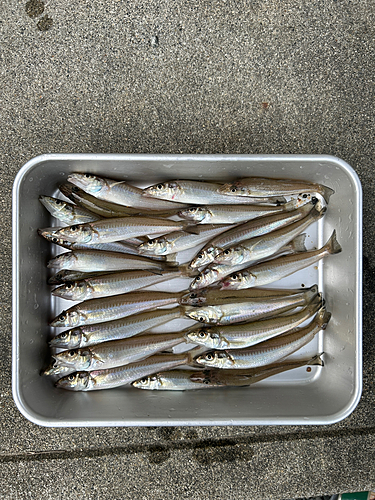 キスの釣果