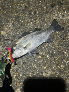 ヒラスズキの釣果