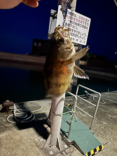 メバルの釣果