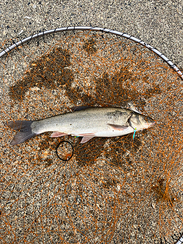 ウグイの釣果