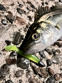 セイゴ（マルスズキ）の釣果