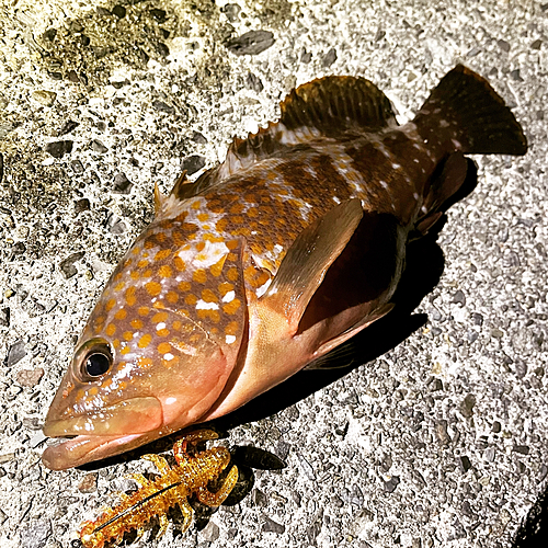 アコウの釣果