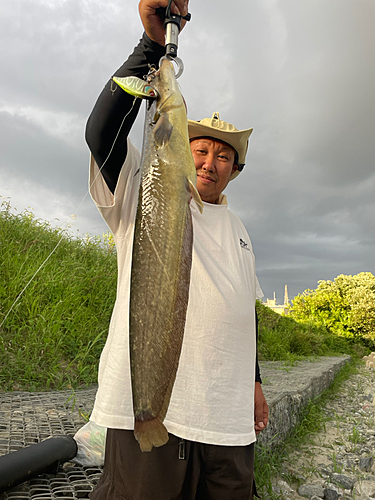 ニホンナマズの釣果