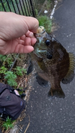 ブルーギルの釣果