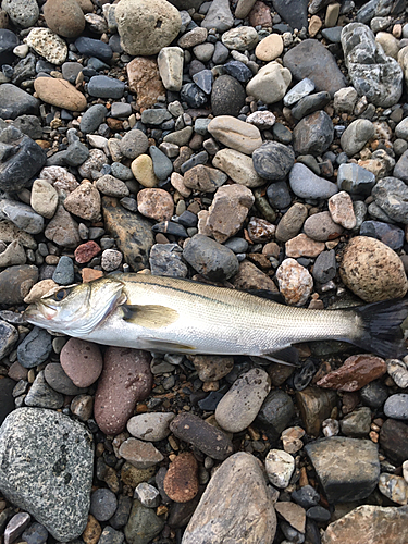 スズキの釣果