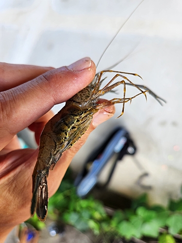 テナガエビの釣果