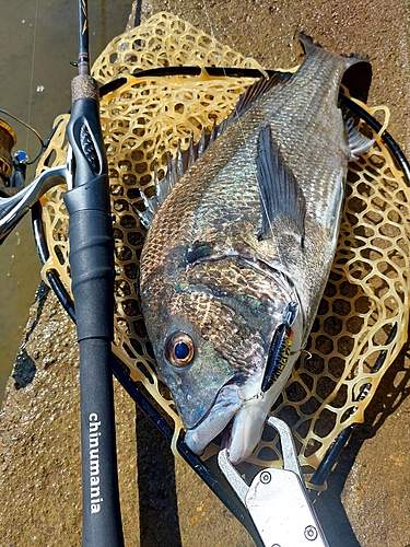 チヌの釣果