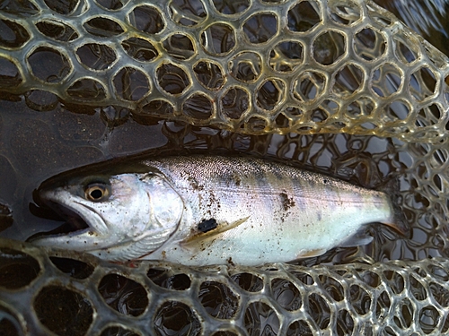 ヤマメの釣果