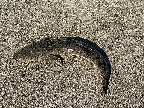 マゴチの釣果