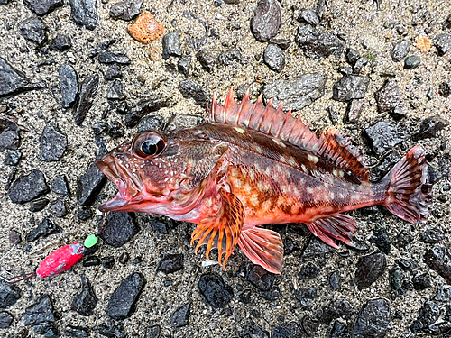 アラカブの釣果