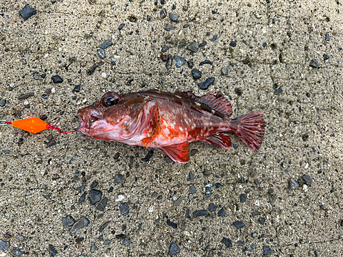 アラカブの釣果