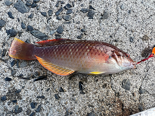 ホシササノハベラの釣果